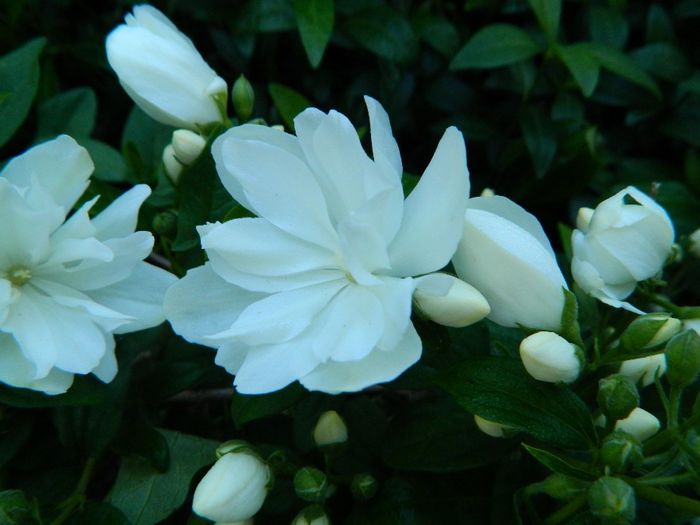  - La jumate de florar si final de luna