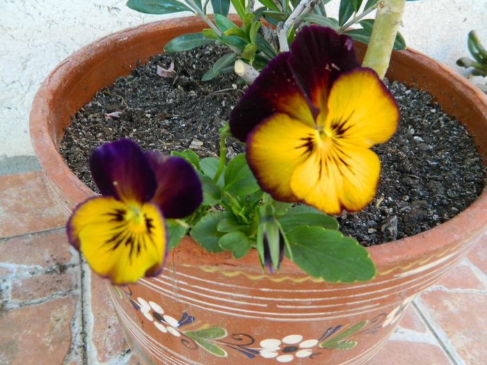 ratacita din seminte - La jumate de florar si final de luna