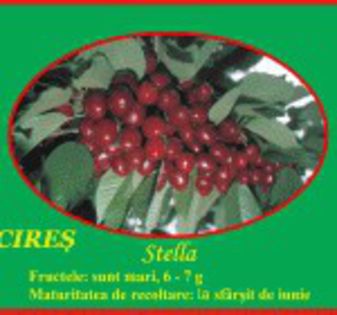 cires-stella-9gr sf iunie