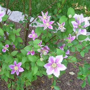 clematis  PARADISE QUEEN - clematite soiuri