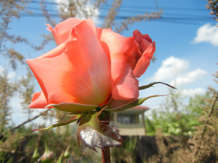 Rose Artistry (2014, May 13)