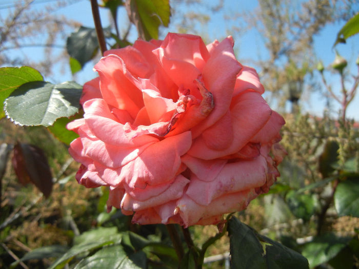 Rose Artistry (2014, May 13) - Rose Artistry