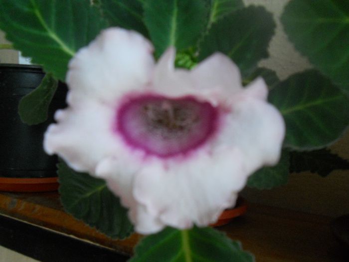 DSCN5957