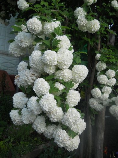 DSCN5968