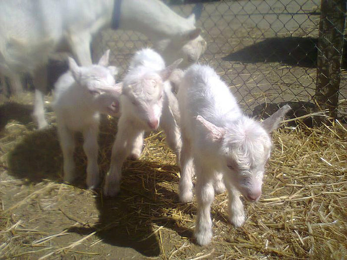 Fotografie0156 - VAND TAPISORI 2014