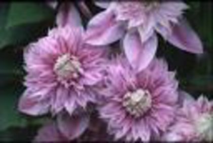 clematis Josephin Flori mari, de 10-14 cm,mai  iunie și august  septembrie Inălțimea de peste 2 - - 1Clematis dorinte