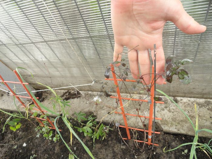 AKEBIA QUINATA2 - PLANTELE MELE DIN GRADINA2014