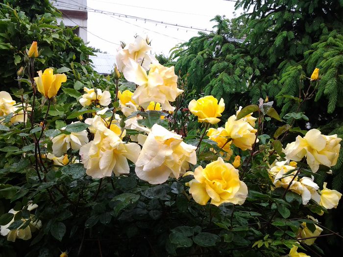 golden shower - 1mai