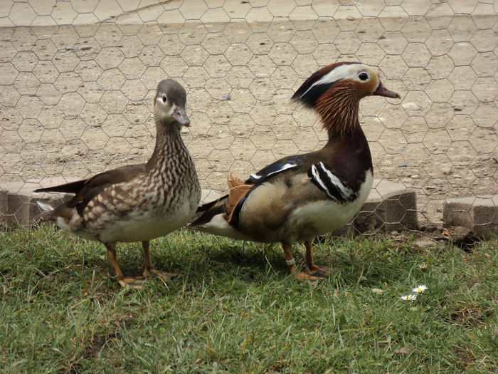 DSC06765 - mandarin