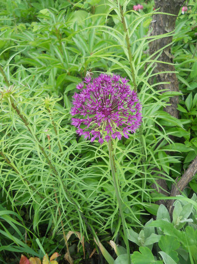 Allium