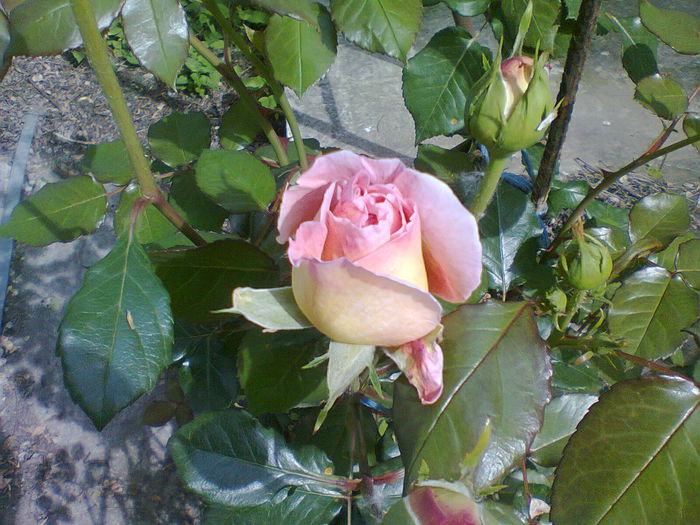 12.05.2014 trandafir parf. servici - primavara 2014