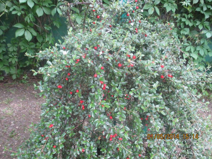 IMG_7979 - Gradina mea de vis Mai 2014