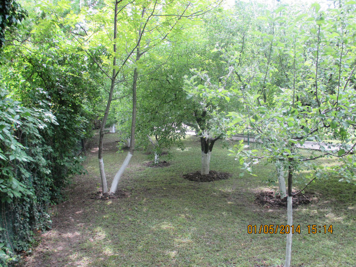 IMG_7980 - Gradina mea de vis Mai 2014