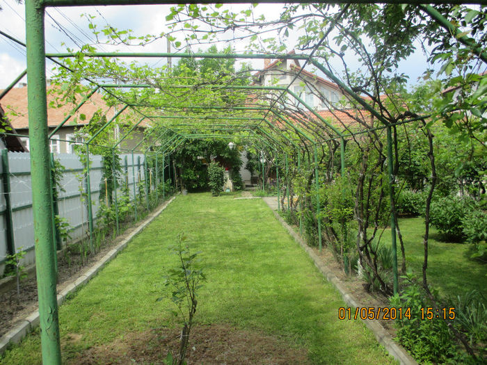 IMG_7985 - Gradina mea de vis Mai 2014