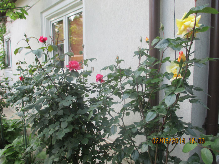 IMG_7997 - Gradina mea de vis Mai 2014