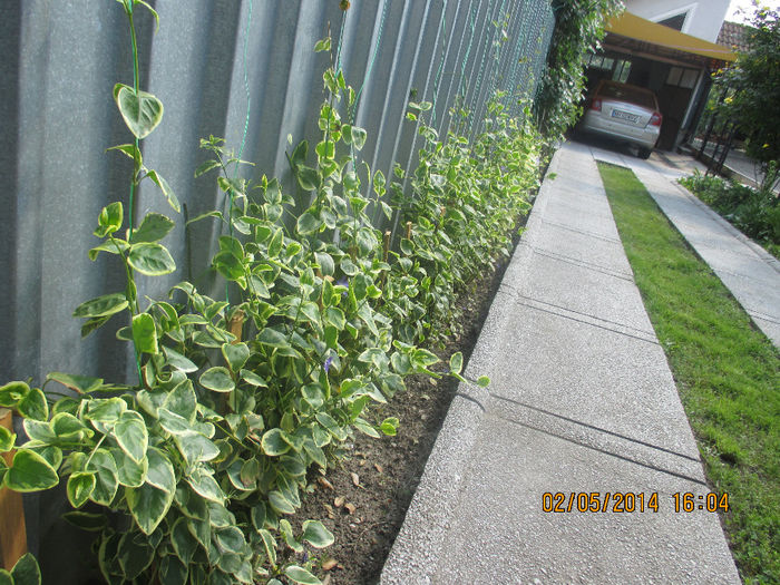 IMG_8000 - Gradina mea de vis Mai 2014