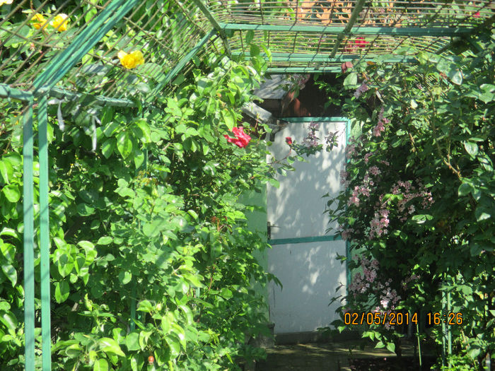 IMG_8002 - Gradina mea de vis Mai 2014