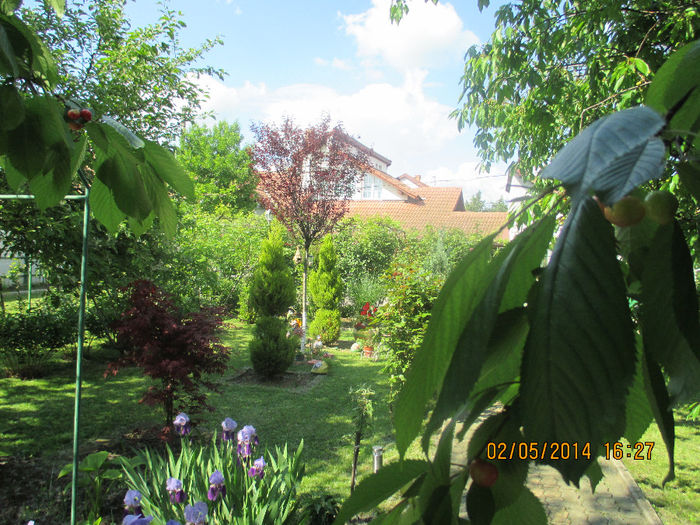 IMG_8009 - Gradina mea de vis Mai 2014