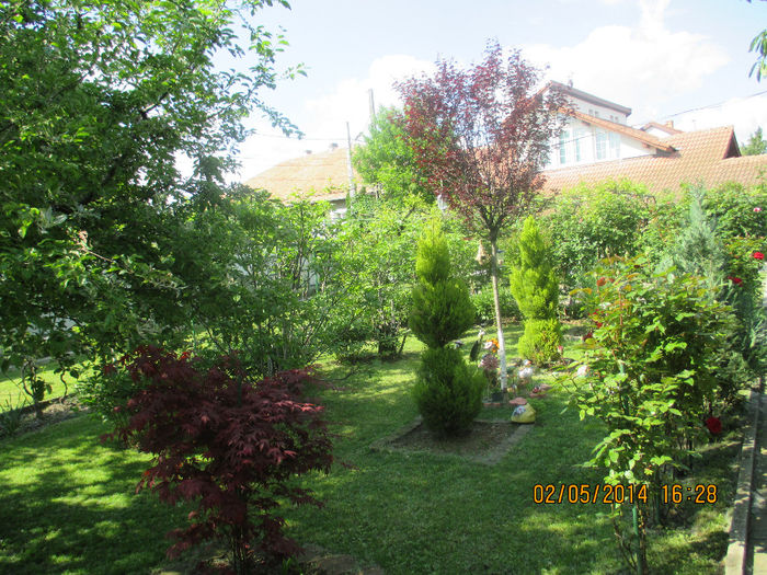 IMG_8012 - Gradina mea de vis Mai 2014