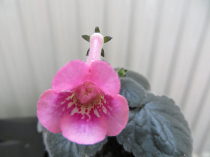  - mini sinningii 2014