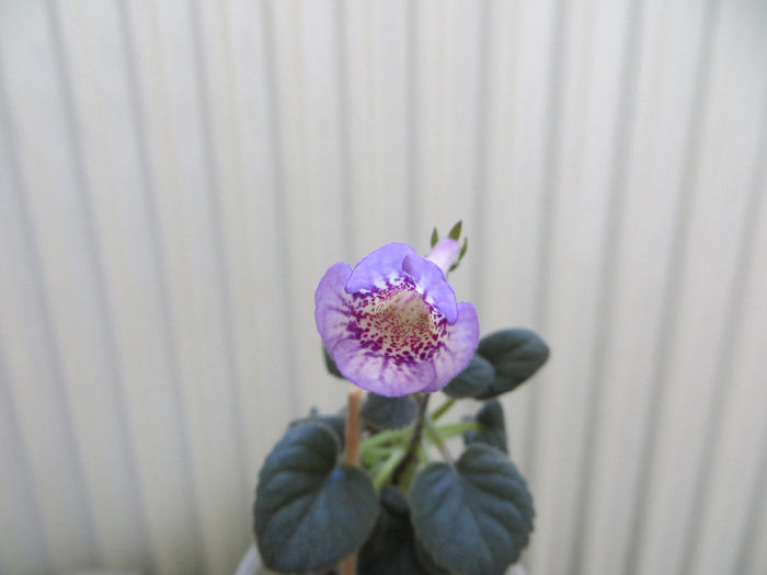 Ozark Blue Popcorn - mini sinningii 2014