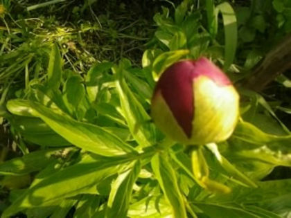 Henri se pregateste de inflorit