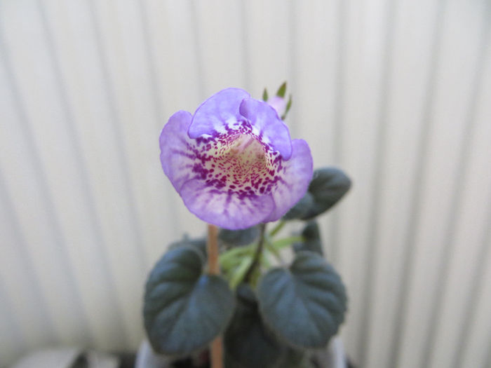  - mini sinningii 2014