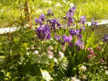 mov comun parfumat - irisi 2014