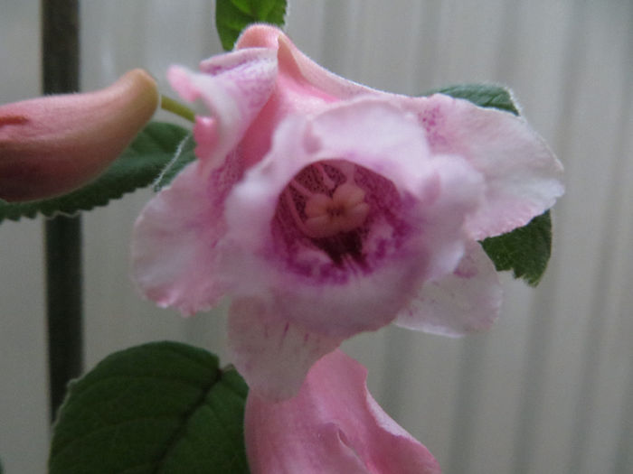  - mini sinningii 2014