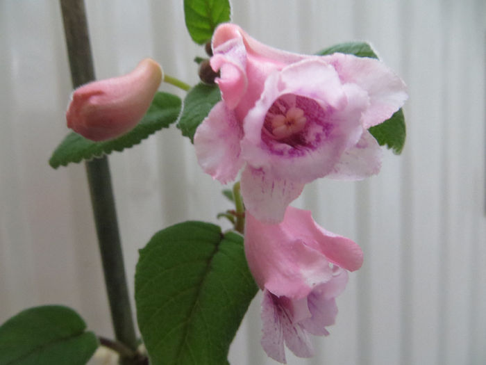  - mini sinningii 2014