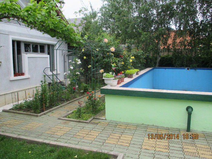 IMG_8341 - Gradina mea de vis Mai 2014