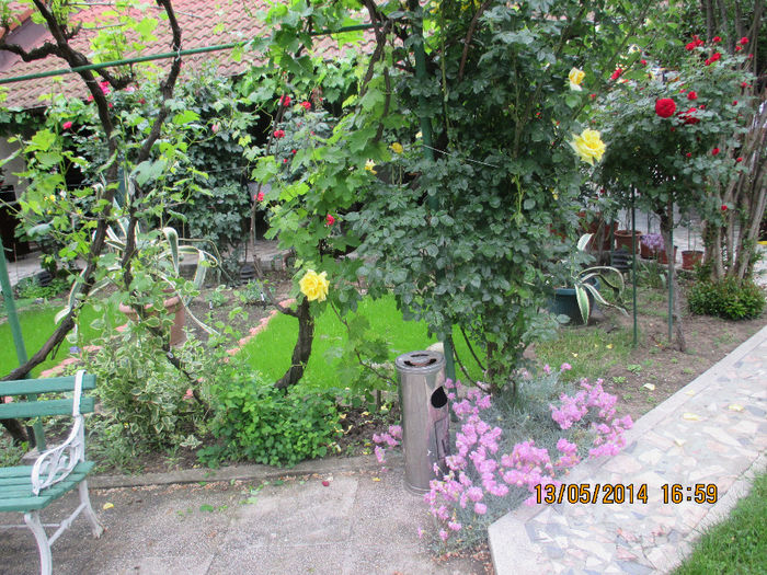 IMG_8342 - Gradina mea de vis Mai 2014