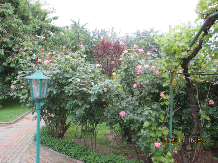 IMG_8343 - Gradina mea de vis Mai 2014