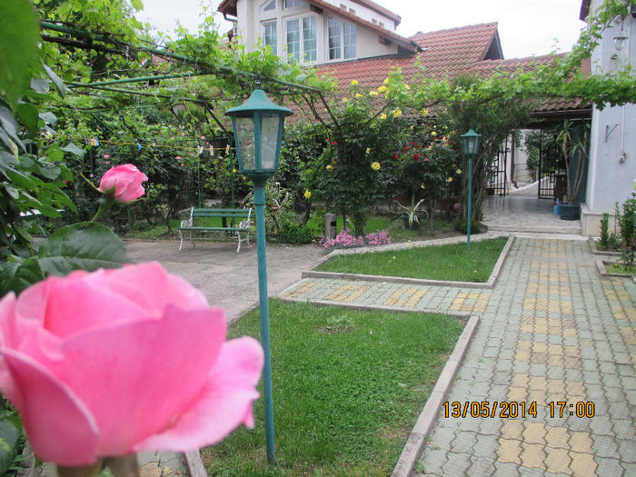 IMG_8351 - Gradina mea de vis Mai 2014