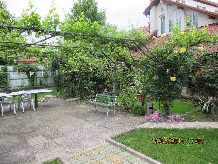IMG_8352 - Gradina mea de vis Mai 2014