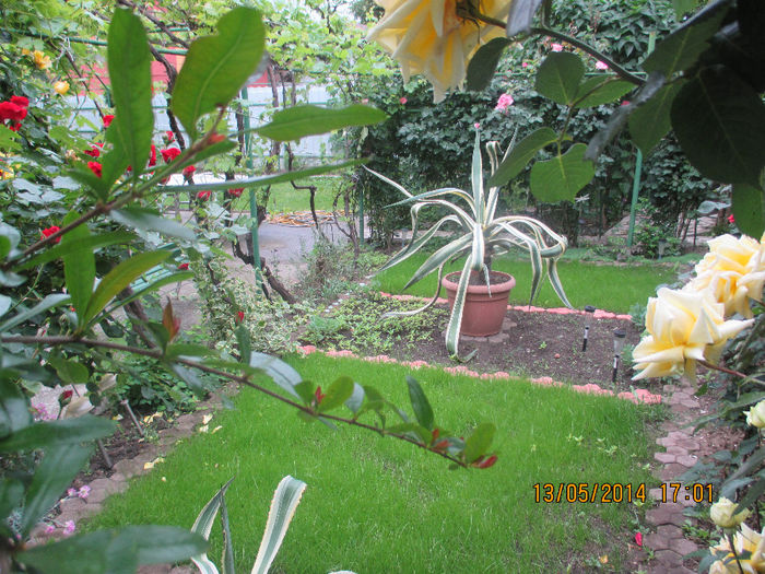 IMG_8355 - Gradina mea de vis Mai 2014