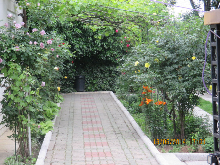 IMG_8356 - Gradina mea de vis Mai 2014