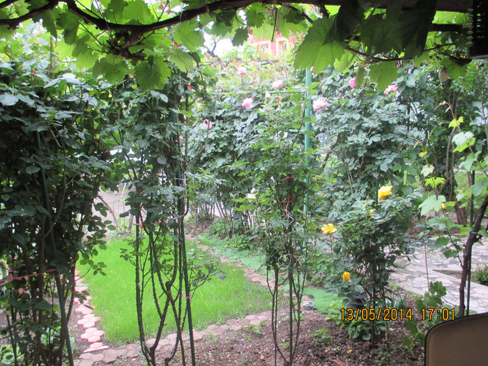 IMG_8357 - Gradina mea de vis Mai 2014