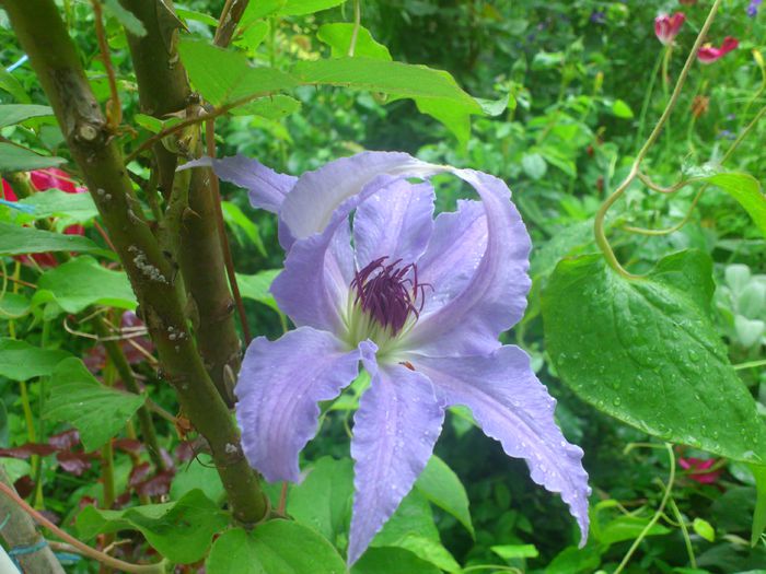 Laura - Clematis