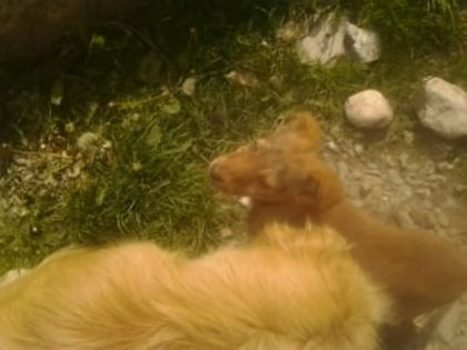 un catelus orfan