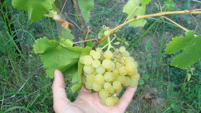 DSC00443; Nu este Mecita, este un soi cu gust de muscat,poate Dawn Seedless sau Sumner Muscat.
