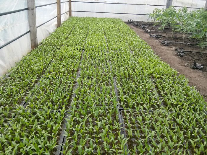 rasad ardei ureche de elefant