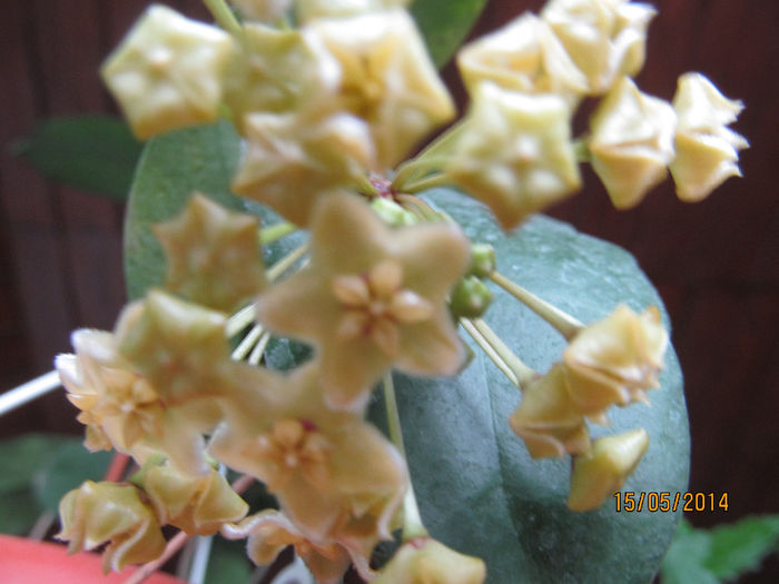 hoya montana