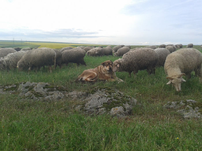 20140510_190724 - la stana