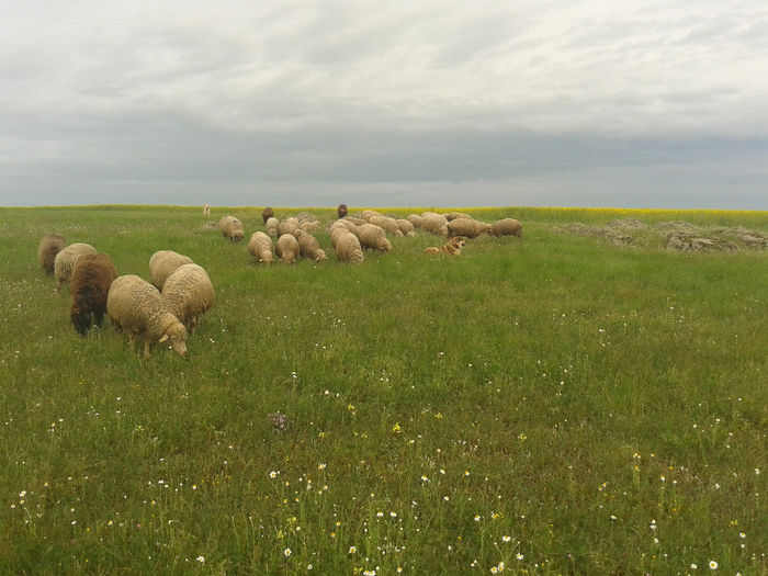 20140510_190932 - la stana