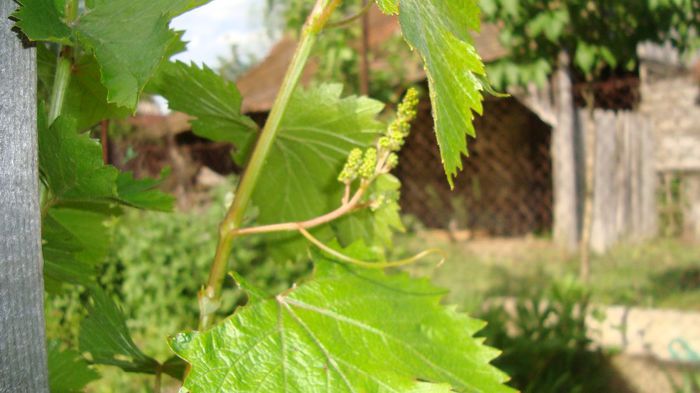 DSC00573; Sper ca acesta sa fie Crimson. Este an 2, dar am lasat rod pe el deoarece anteriorii butasi cumparati de la Sem Luca
 s-au dovedit Muscat de Hamburg!!!
