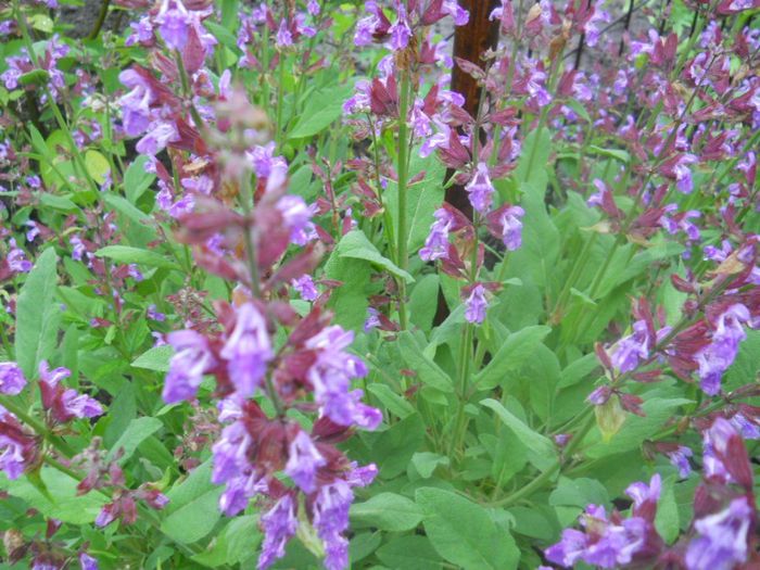 salvia officinalis