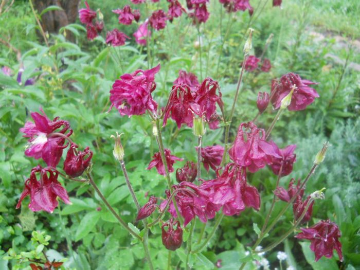 aquilegia grena