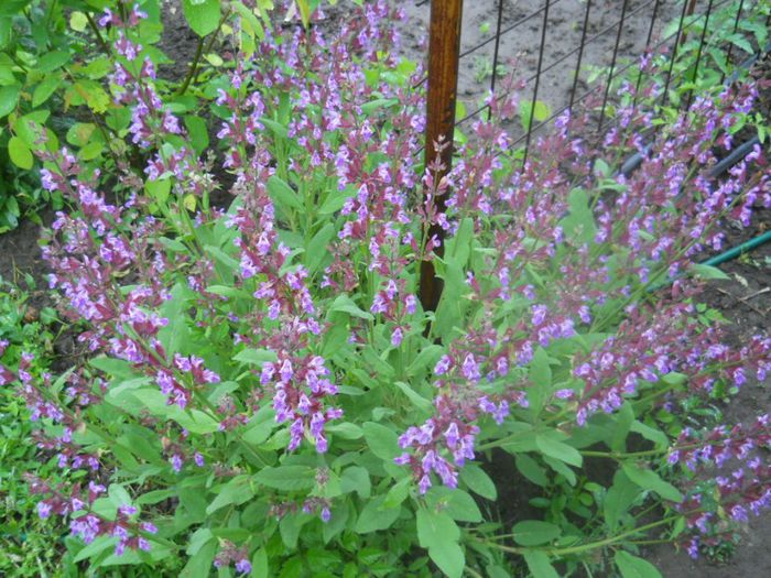salvia o.