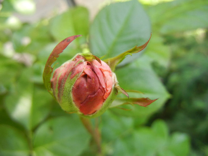 Rose Pleasure (2014, May 11) - Rose Pleasure